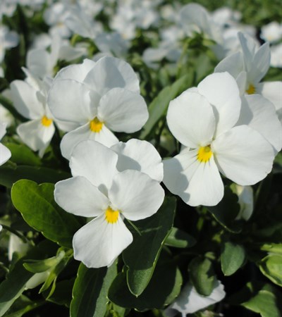 Viola Sorbet® XP White